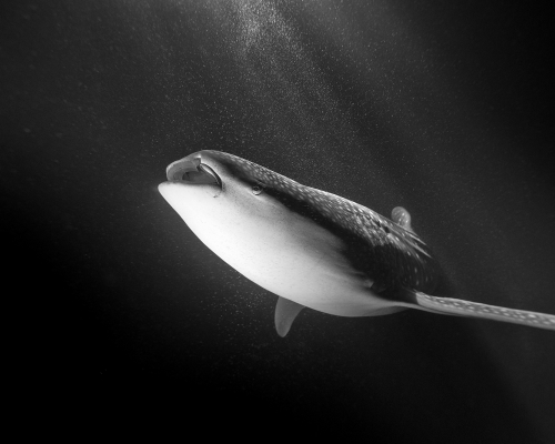 Copy of The Whale Shark © Jean-Marie Ghislain, www.lumas.co.uk