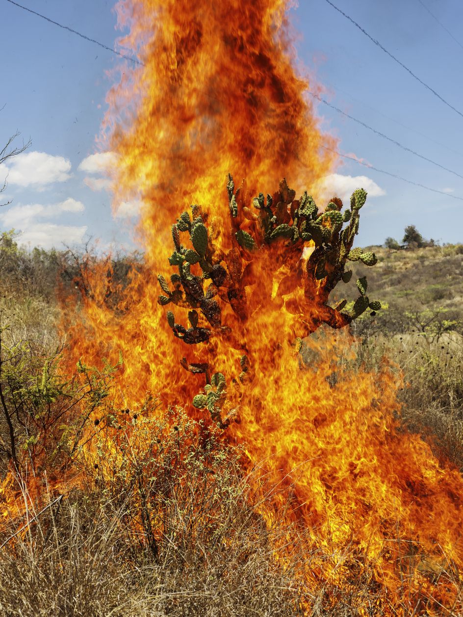 Burning Bush, Oaxaca de Juárez, 2018 © Pieter Hugo courtesy Huxley Parlour Gallery