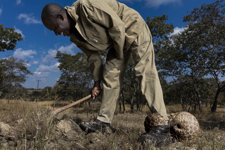 Pangolins in Crisis © Brent Stirton, South Africa, Category Winner, Professional, Natural World & Wildlife, 2020 Sony World Photography Awards