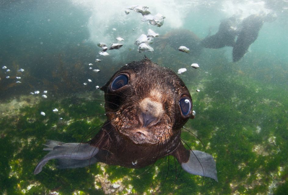 Sea Baby - Andrey Narchuk: Baby fur seal in Bering sea. (Open Nature and Wildlife)