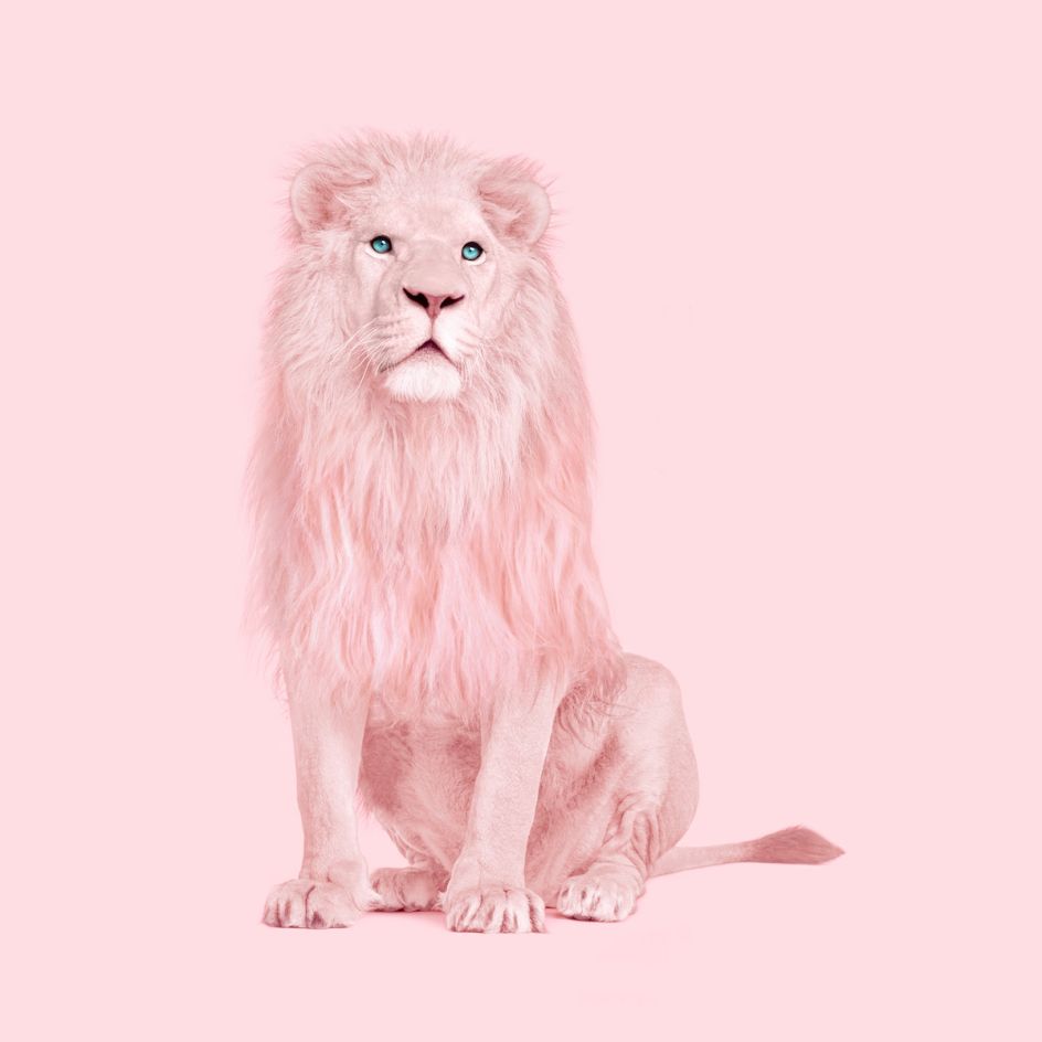 Giraffe Palm Springs, Paul Fuentes, 2018