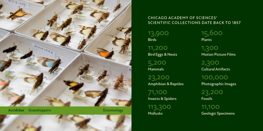 Span takes influence from Illinois's native prairies for Chicago's Nature Museum brand