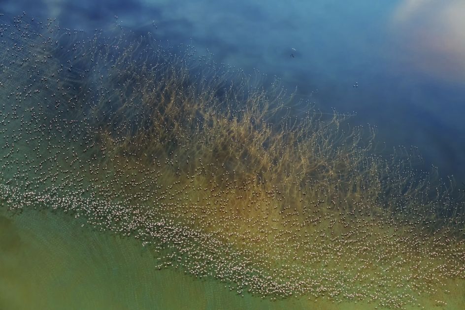 Nature 2nd Place: Flamingos Taking Off – [hao j.](http://yourshot.nationalgeographic.com/profile/1251433/) / National Geographic Travel Photographer of the Year Contest