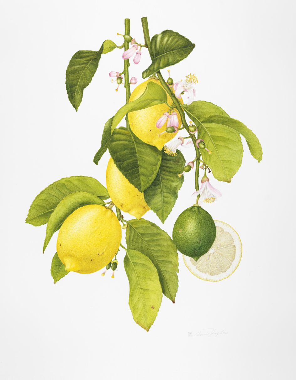 Image courtesy of RHS Botanical Art & Photography Show 2021