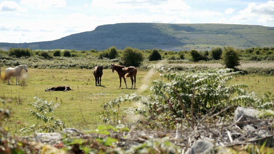 Lara Hanlon's new view from home