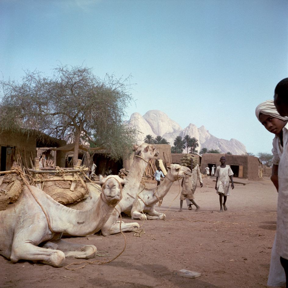 Sudan, 1958 – Camels resting with the Kassala hills in the background © 2021 Todd Webb Archive