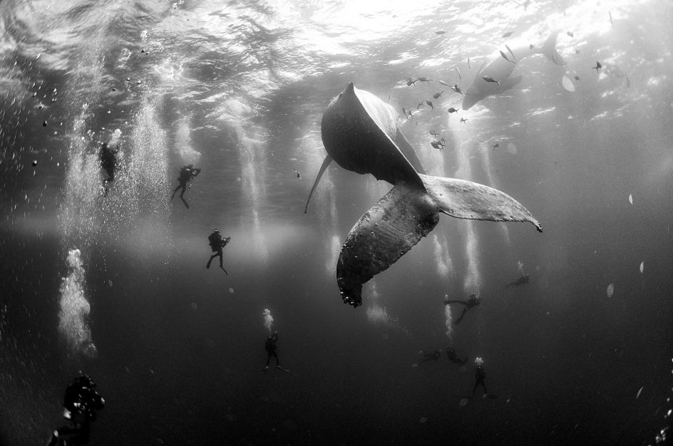 Nature, second prize singles: Divers observe and surround a humpback whale and her newborn calf whilst they swim around Roca Partida in the Revillagigedo Islands, Mexico. Anuar Patjane Floriuk.