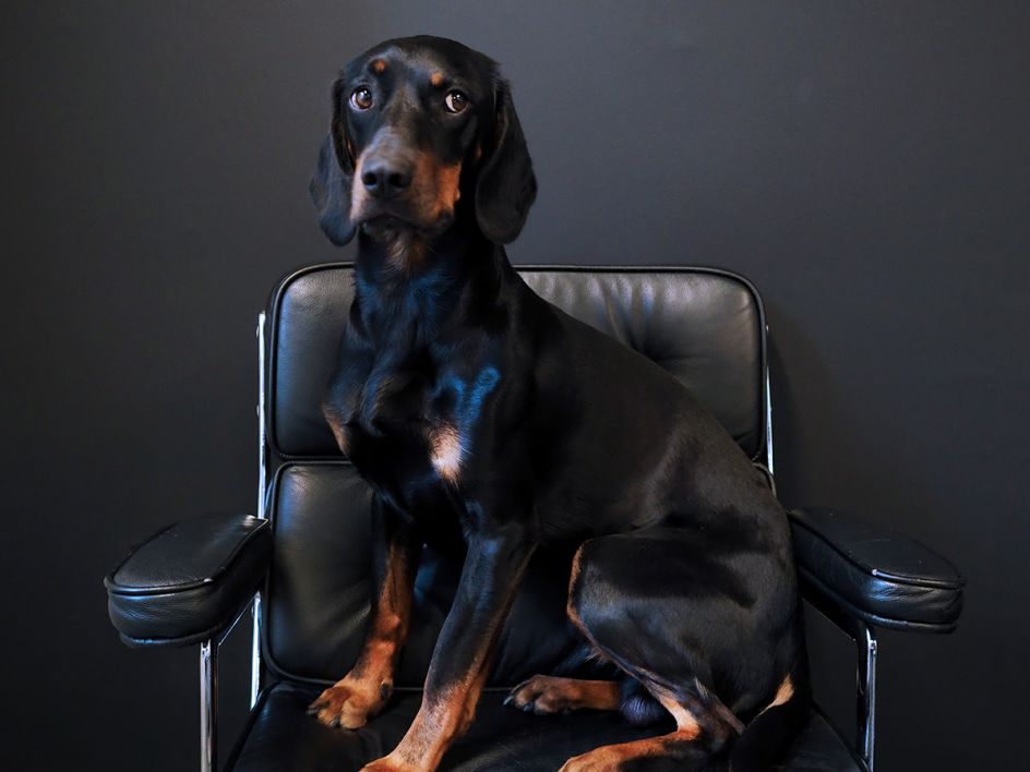 Dexter at Rider Event Marketing