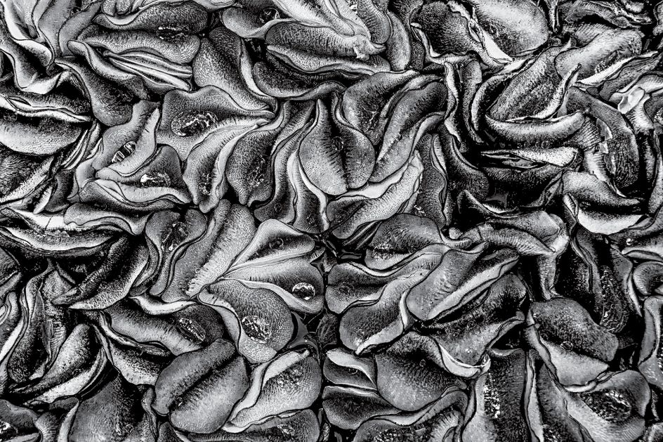 Yingting Shih, Creative Revelation of Nature