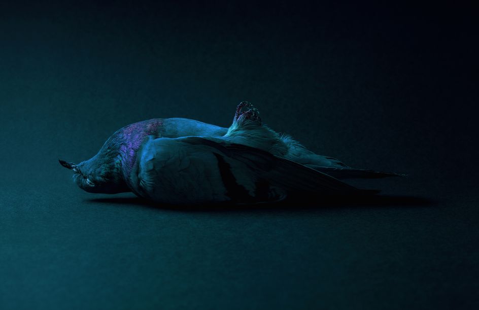 Theo Ellison Entombment, 2017 C-type Lambda print 78 x 120 cm © Theo Ellison, 2017 Image courtesy of the Saatchi Gallery, London