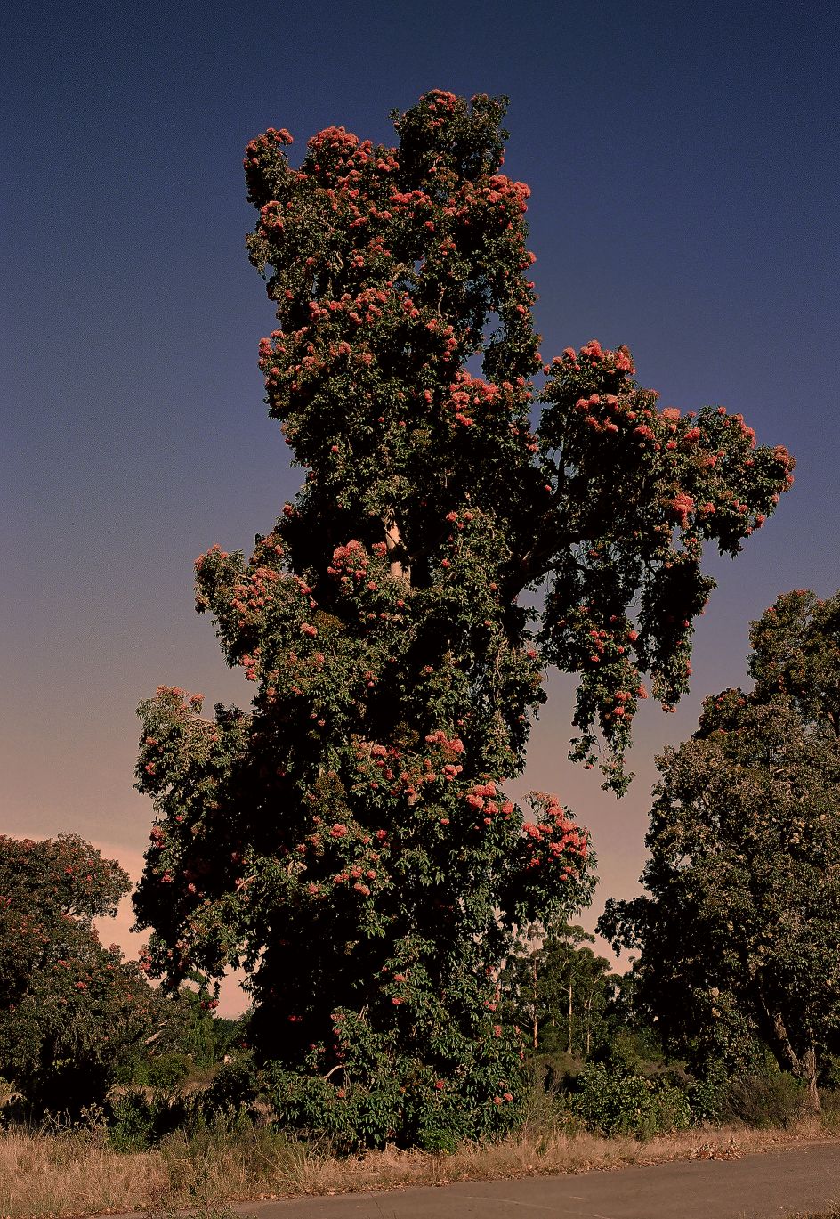 Flowering Gum J Keene © Justin Keene