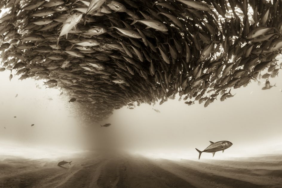Mexico, Baja California, Sea of Cortez. A big school of Jacks forming a ceiling found at the protected marine area of Cabo Pulmo | © Christian Vizl, Mexico, Shortlist, Professional, Natural World, 2017 Sony World Photography Awards
