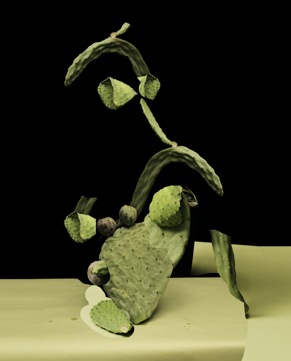 Babel, 2016 © Nico Krijno courtesy Beetles + Huxley