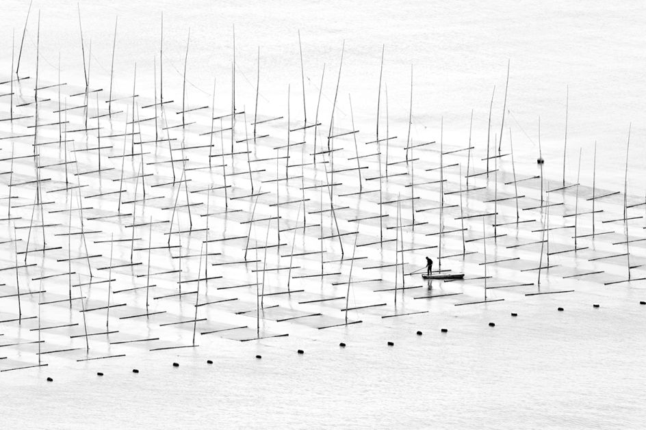 Farming the Sea - Tugo Cheng: A fisherman is farming the sea in between the bamboo rods constructed for aquaculture off the coast in southern China. (Open Travel)