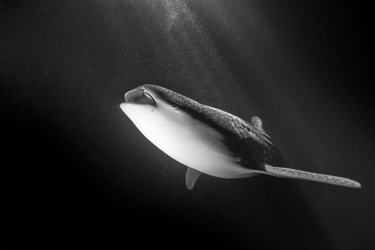 Copy of The Whale Shark © Jean-Marie Ghislain, www.lumas.co.uk