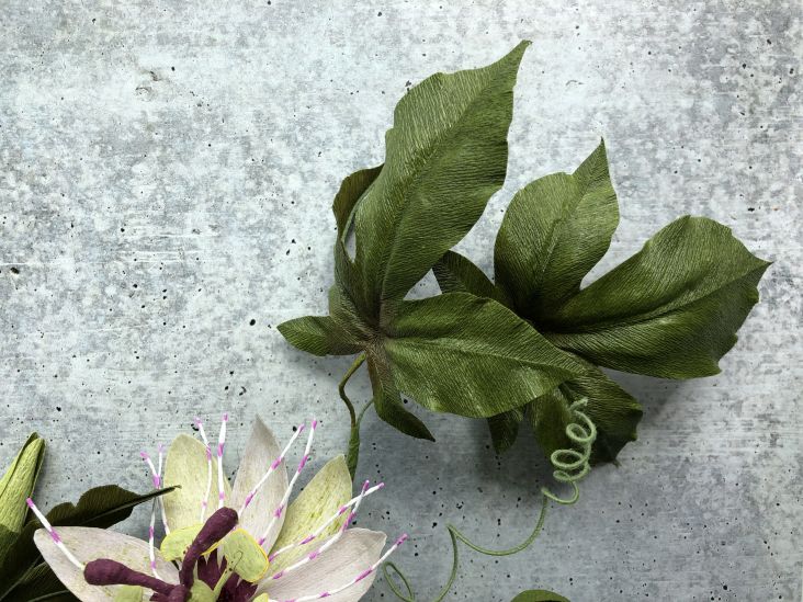 Passionflower Vine. Photo credit to Kelly Pastorek