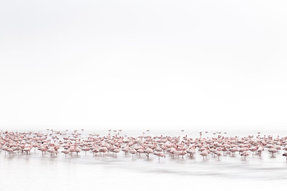 Copyright: © Alessandra  Meniconzi, Switzerland, 1st Place, Open, Wildlife, 2017 Sony World Photography Awards