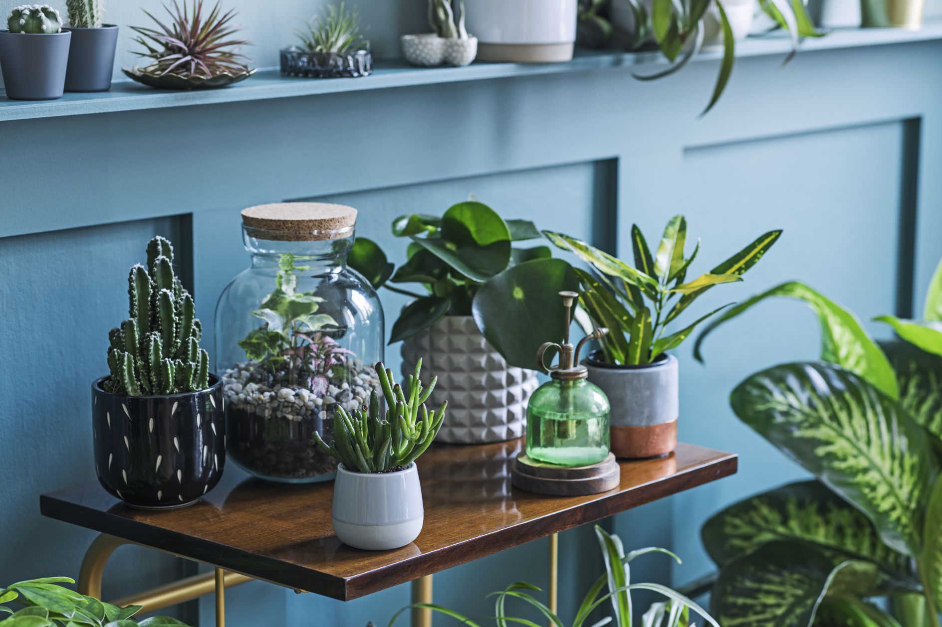 Cultivating Green Spaces The best places to buy indoor plants online