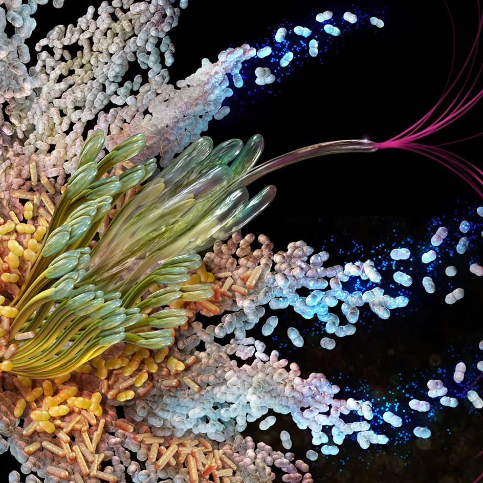 Flora Self Promotional by Cynthia Turner is Winner in Graphics and Visual Communication Design Category, 2019-2020.