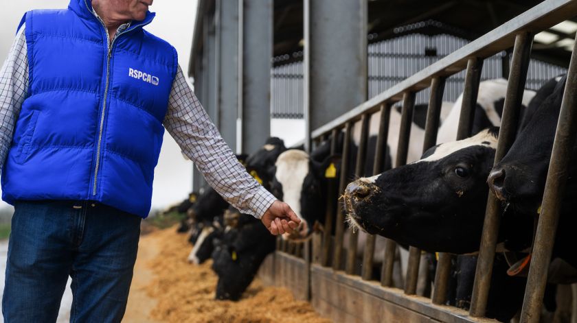 JKR overhauls RSPCA’s identity to align with its newly defined purpose