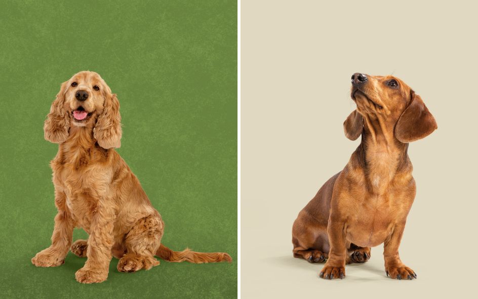 Credit: Robot Food / Harringtons