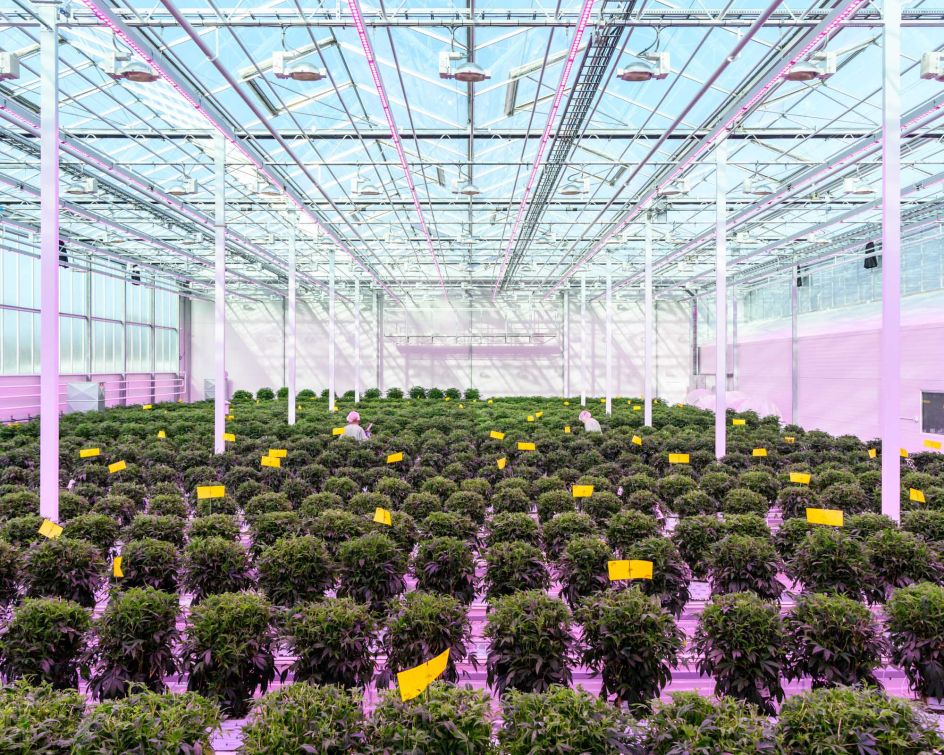 Medicinal cannabis greenhouse Aurora Nordic, Denmark © Alastair Philip Wiper