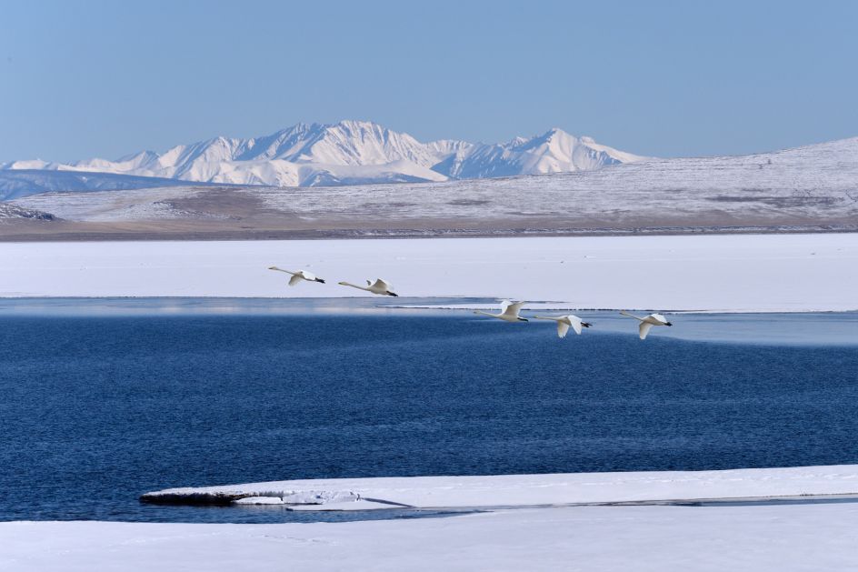 Spring Migration, Mongolia, 2019 © Marc Progin. Courtesy of Blue Lotus Gallery