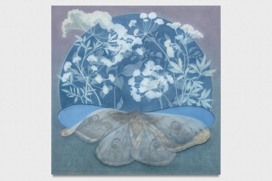 Theodora ALLEN, The Moth, No.3, 2017 Oil on linen 34 x 34 inches 86,4 x 86,4 cm