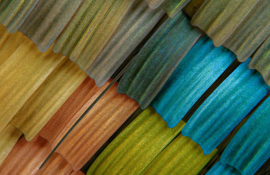 Macro © Adalbert Mojrzisch, Germany, Finalist, Professional, Natural World & Wildlife, 2020 Sony World Photography Awards