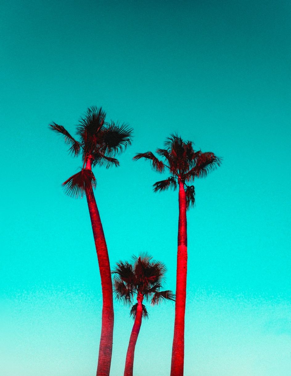 Kate Bellm, Three Palms, 2017. Printed on Hahnemühle Rag Paper 34 x 44 cm Edition 1 of 5 plus 2 AP (KB 095)