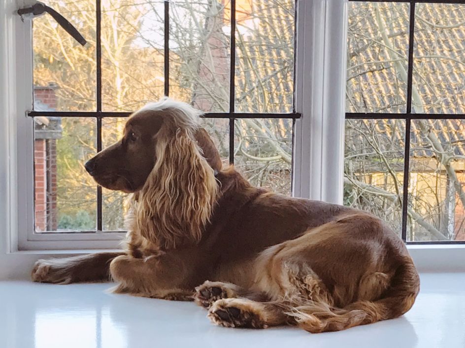 How much is that Ziggy in the window?