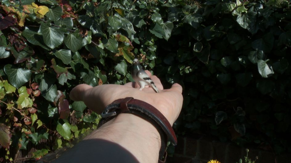 Paul Tarragó, Badger series, 2017 (c) the artist, courtesy Tintype