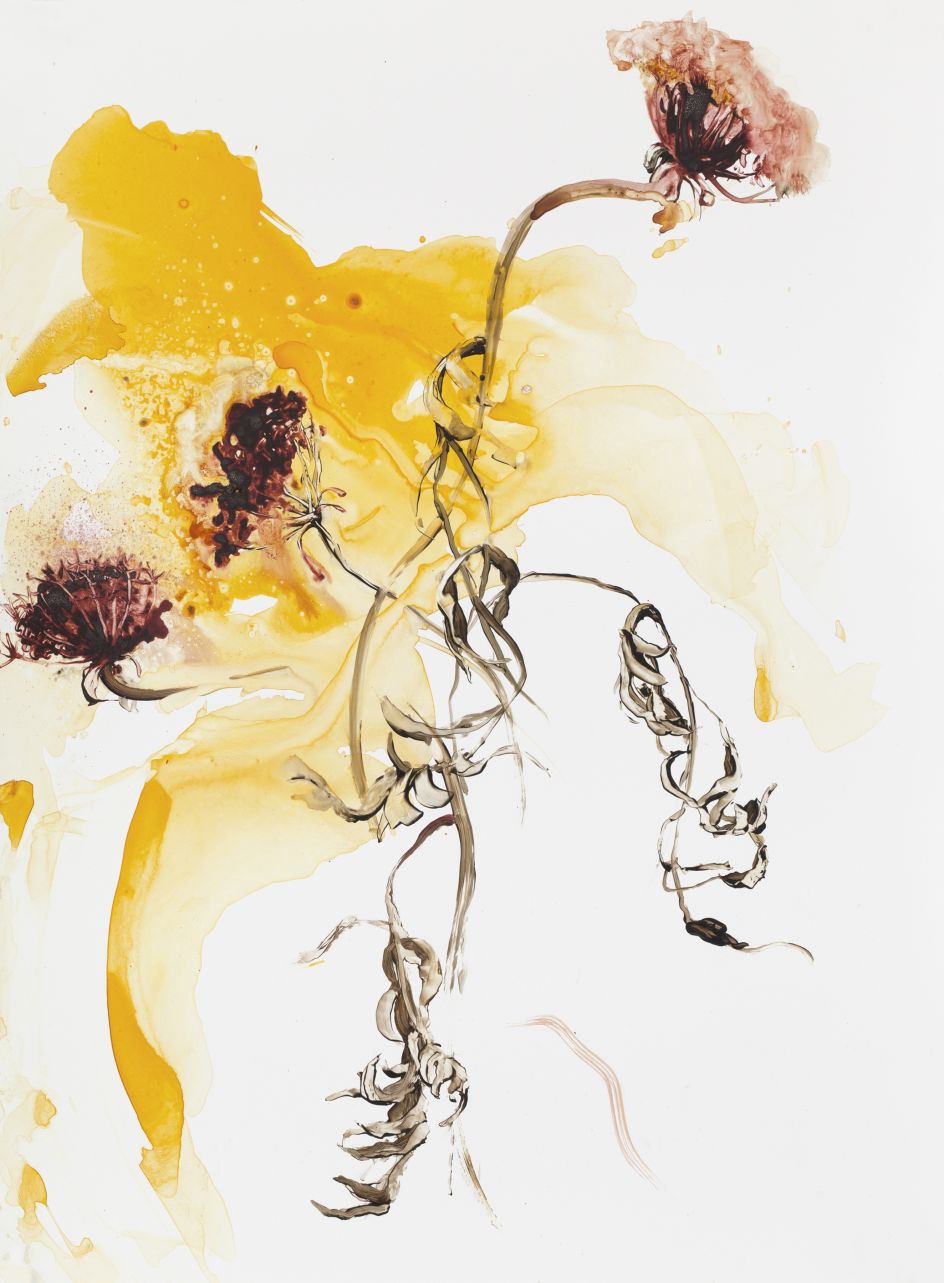 Ilana Manolson, Yarrow, 2017, acrylic on yupo paper on board, 25.8in x 19.2in © the artist, courtesy of Cadogan Contemporary