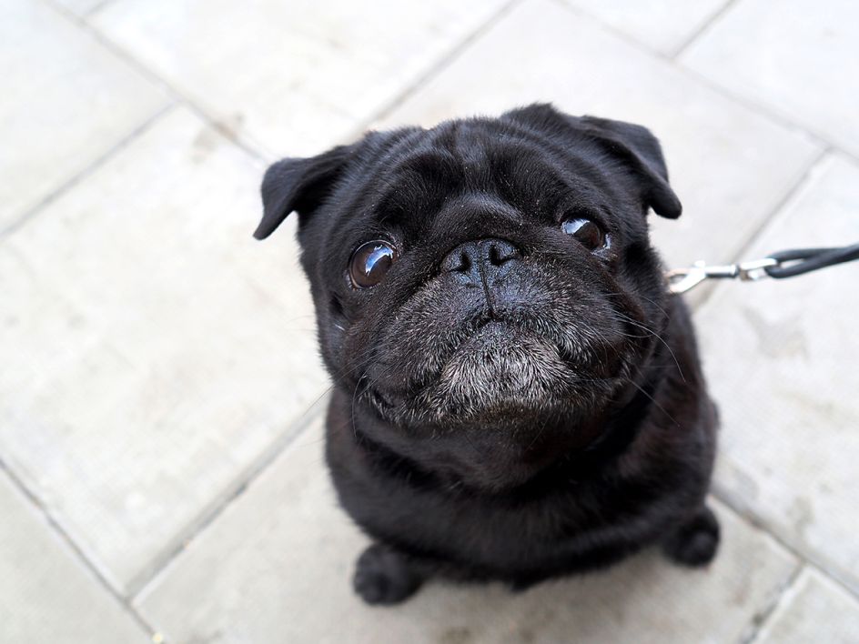 Sir Francis at Francis Floor