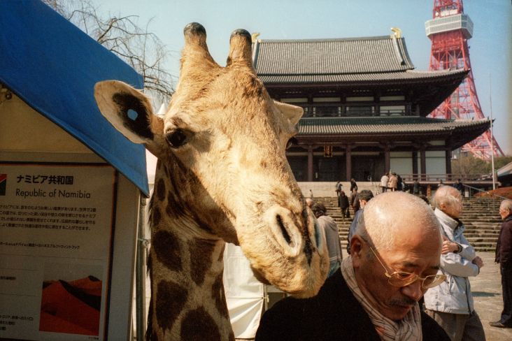 From the series and book, In Color In Japan © Shin Noguchi. All images courtesy of the artist.