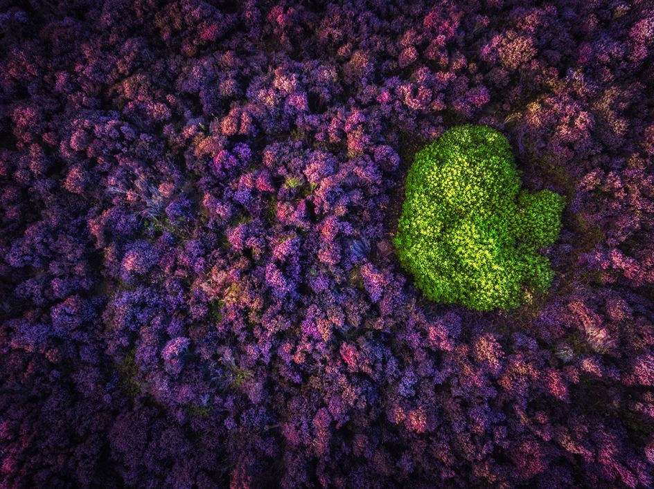 'Surrounded' Verity Milligan / Photocrowd.com