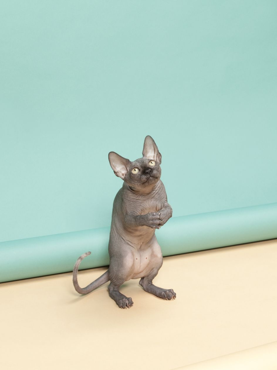 Animal Behaviour by Kimmo Metsaranta, Finland, Shortlist, Still Life, Professional Competition, 2015 Sony World Photography Awards