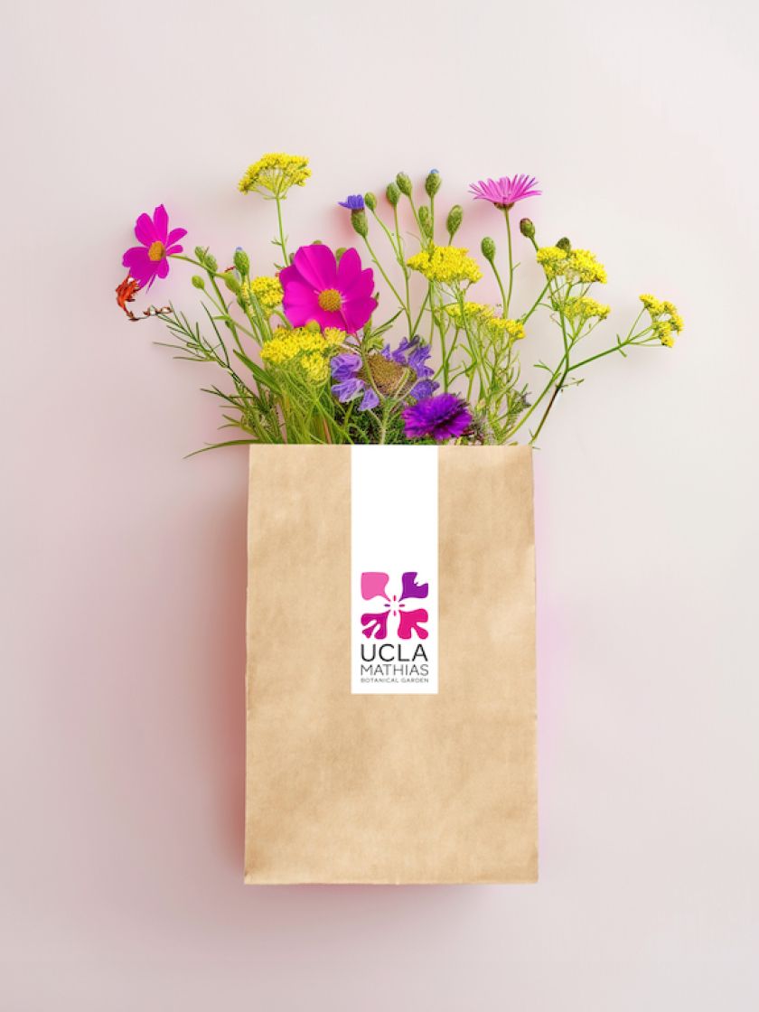 Native California flower informs UCLA Mathias Botanical Garden identity