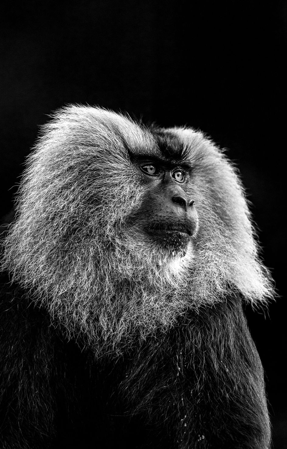 Copyright: © Zhayynn James, India, Entry, Open, Wildlife (Open competition), 2018 Sony World Photography Awards