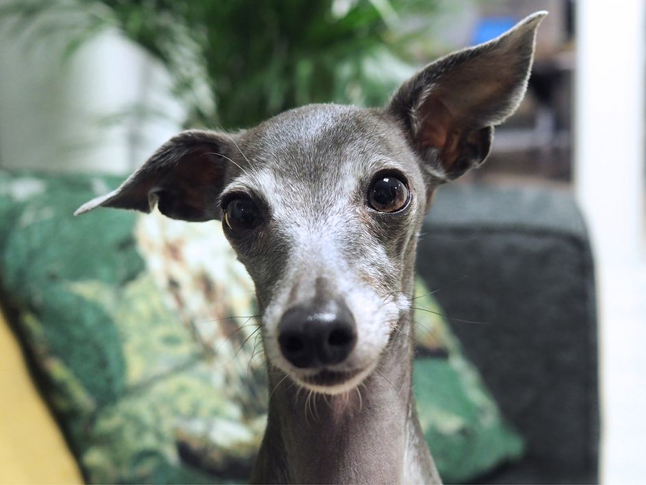 Asta at Daresay Digital