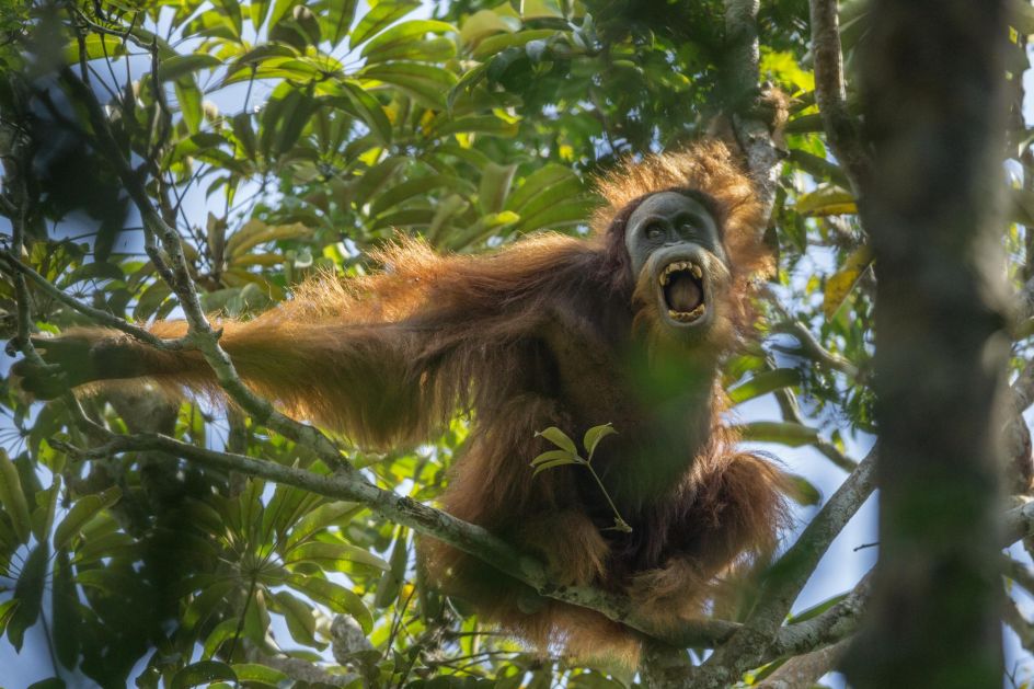 Nature, first prize stories: A Sumatran orangutan threatens another nearby male in the Batang Toru Forest, North Sumatra Province, Indonesia. Tim Laman.