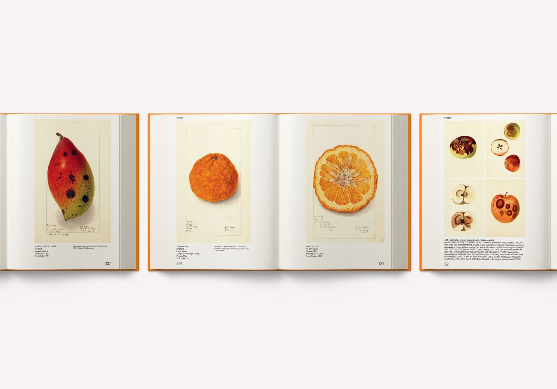 If everyone's a fruit and nutcase, why not feast your eyes on a