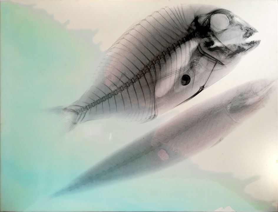Vedere oltre, Aldilà del mare: Rx, Ritratto di pesce persico e sardina in bianco, 2000 Alcohol and resin on pigmented canvas. 84 x 110 cm (33.1 x 43.3 in)