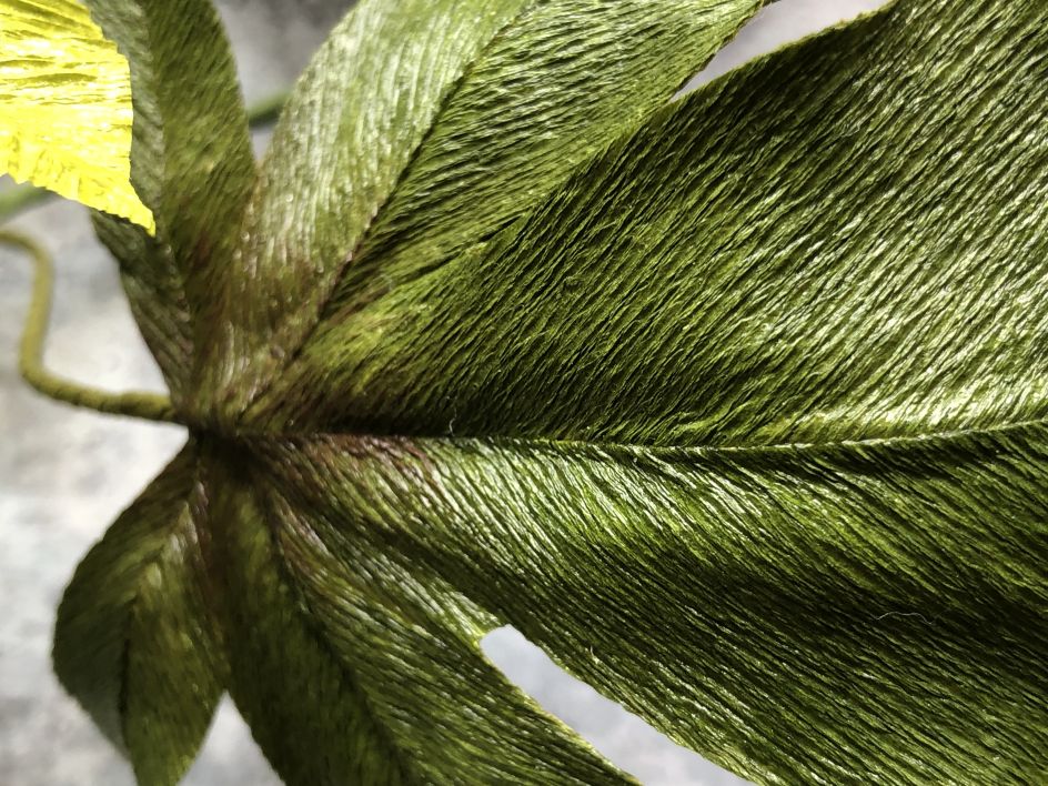 Passionflower Vine. Photo credit to Kelly Pastorek