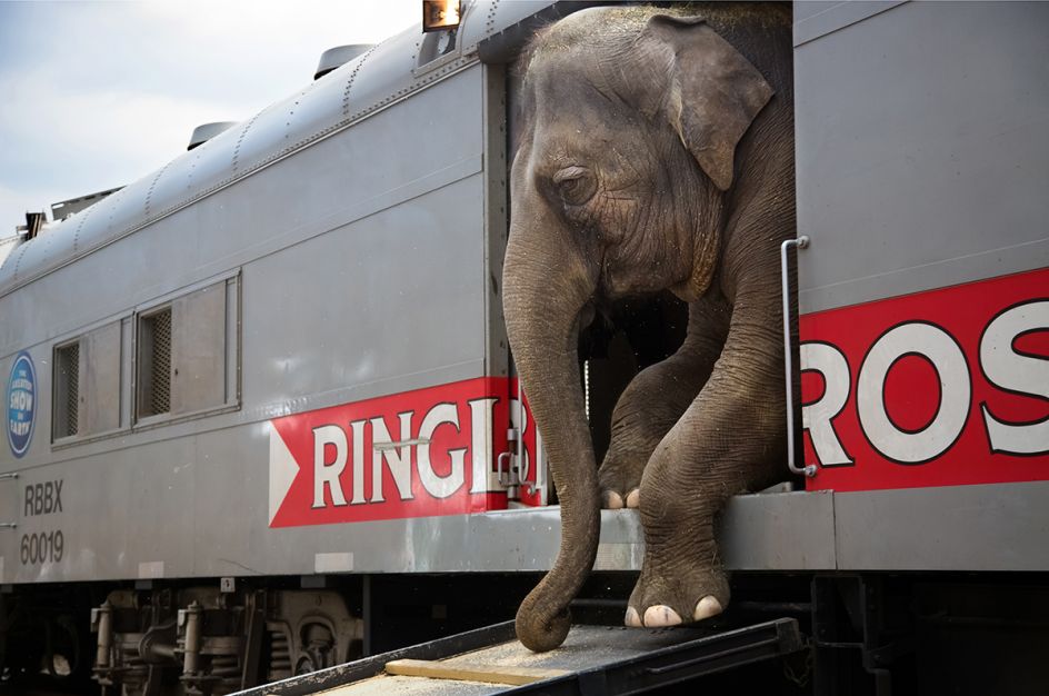 Running Away with the Circus - Stephanie Sinclair: There are more than 300 people that are with the Ringling Bros. and Barnum & Bailey circus blue unit, representing 25 different countries and speaking everything from Russian to Arabic to Guarani. (Professional Daily Life)