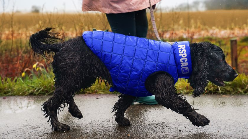 JKR overhauls RSPCA’s identity to align with its newly defined purpose