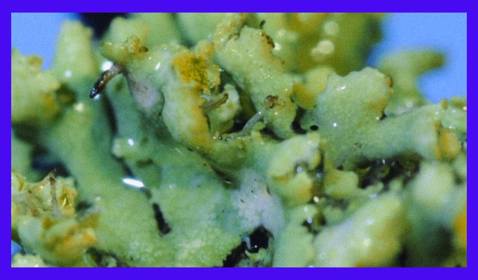 Benedict Drew, Incantation to rid this place of cars, without the help of Elon Musk, HD video still, 2017  © the artist, courtesy Tintype