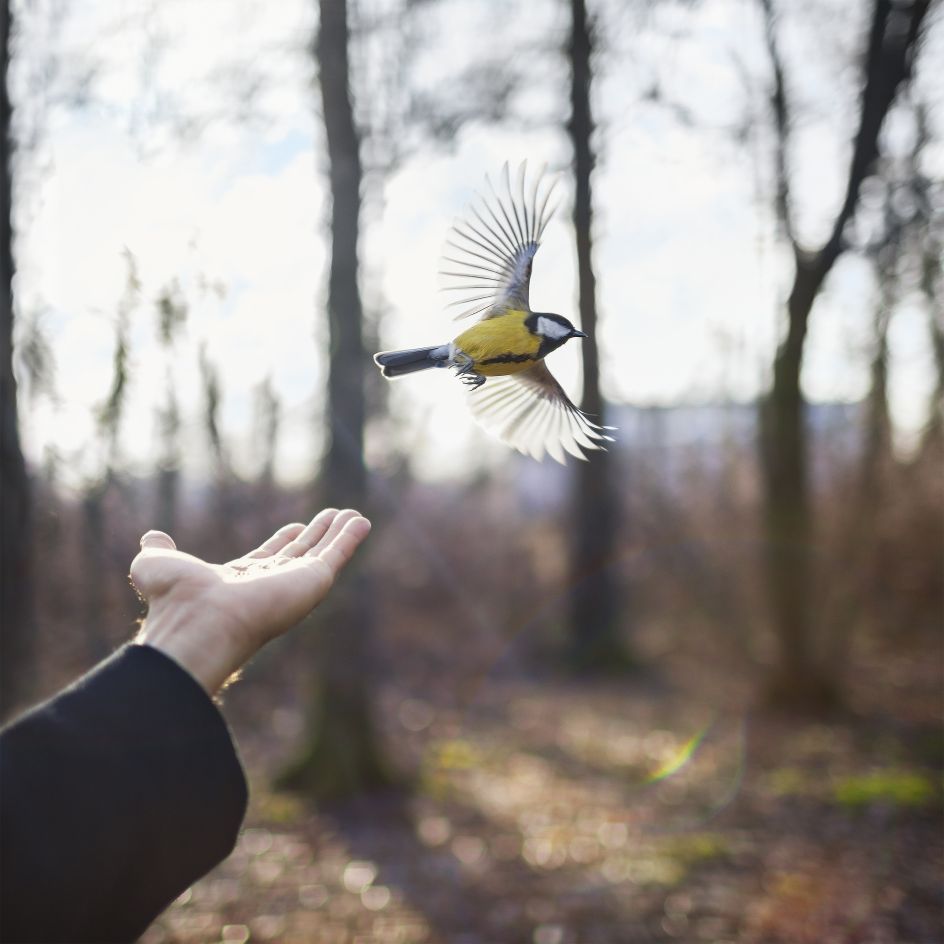 Goldfinch, St. Petersberg, Russia, 2014 © Cig Harvey courtesy Beetles + Huxley Gallery