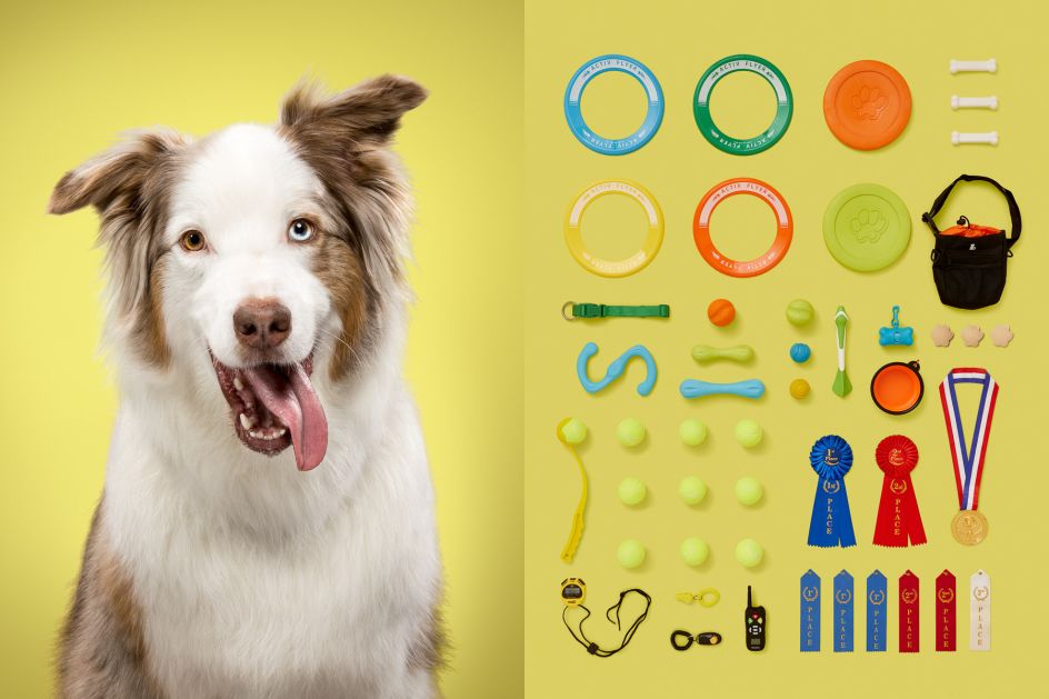 The Australian Shepherd is a very high-energetic breed that is well known for their intelligence and their obsession to fetch just anything. Knuckles most definitely fits that breed standard; hence, the frisbees and medals that show how good he is when he competes.