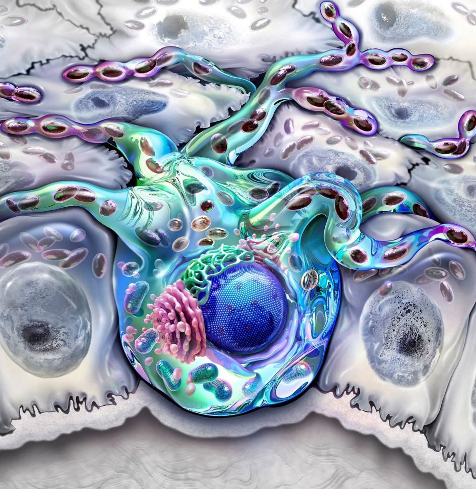 Melanocyte © Audra Geras